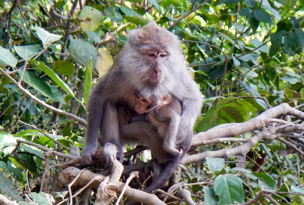 Bali Macaques Majmok Lombok Szigeten Indonézia — Stock Fotó
