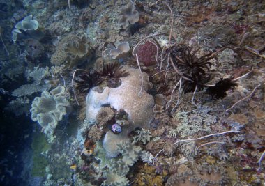 Sualtı mercan manzarası, Gam Adası, Raja Ampat, Güneybatı Papua - Endonezya