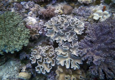 Sualtı mercan manzarası, Gam Adası, Raja Ampat, Güneybatı Papua - Endonezya