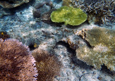 Sualtı mercan manzarası, Gam Adası, Raja Ampat, Güneybatı Papua - Endonezya