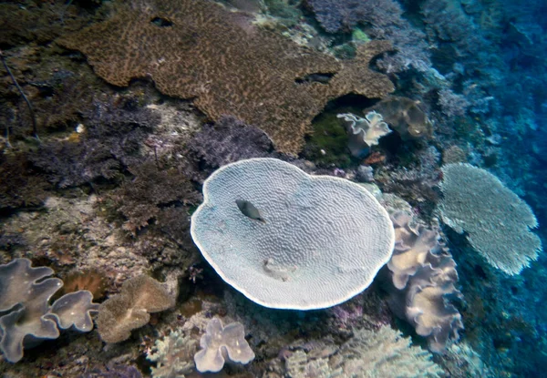 Onderwater Koraallandschap Gam Island Raja Ampat Zuidwest Papoea Indonesië — Stockfoto