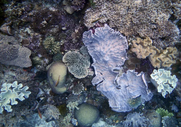 Underwater Coral Landscape Gam Island Raja Ampat South West Papua — Stock Photo, Image