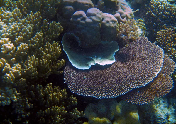 Paisagem Corais Subaquáticos Ilha Gam Raja Ampat Sudoeste Papua Indonésia — Fotografia de Stock