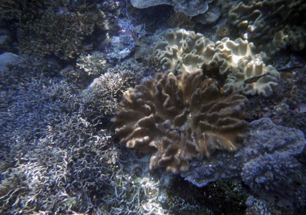 Paesaggio Corallino Subacqueo Isola Gam Raja Ampat Papua Sud Occidentale — Foto Stock