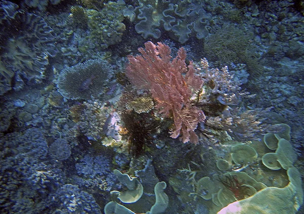 Podwodny Krajobraz Koralowy Wyspa Gam Raja Ampat Południowo Zachodnia Papua — Zdjęcie stockowe