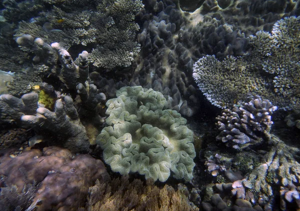Paysage Corallien Sous Marin Île Gam Raja Ampat Papouasie Sud — Photo