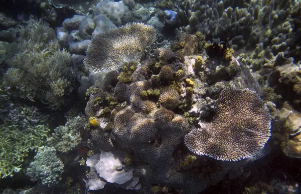 水中サンゴの風景 ガム島 ラジャアンパット 南西パプア インドネシア — ストック写真
