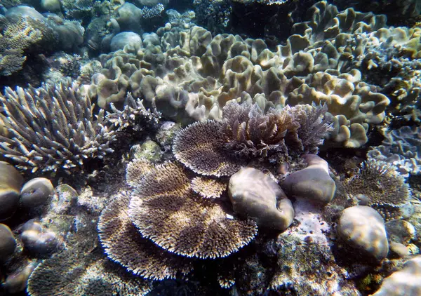 Undervattens Koralllandskap Gam Island Raja Ampat Sydvästra Papua Indonesien — Stockfoto