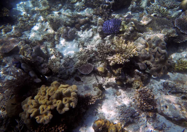 Підводний Кораловий Пейзаж Острів Гам Раджа Ампат Південно Західна Папуа — стокове фото