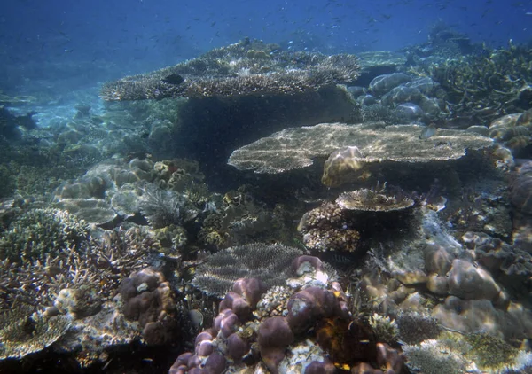 Paisagem Corais Subaquáticos Ilha Gam Raja Ampat Sudoeste Papua Indonésia — Fotografia de Stock