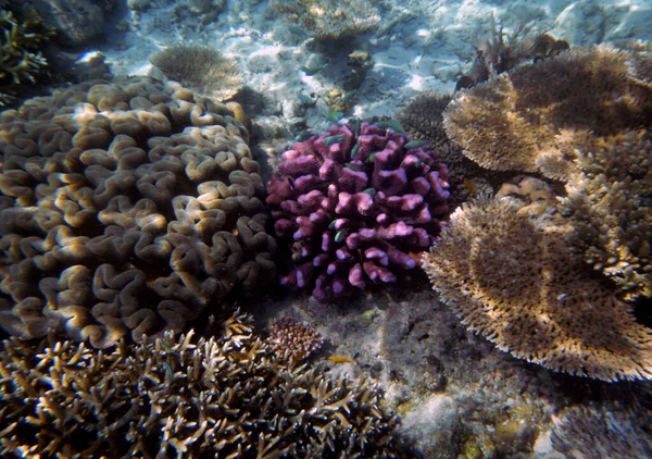 印度尼西亚西南巴布亚 拉姆岛 拉贾安帕塔 水下珊瑚景观 — 图库照片
