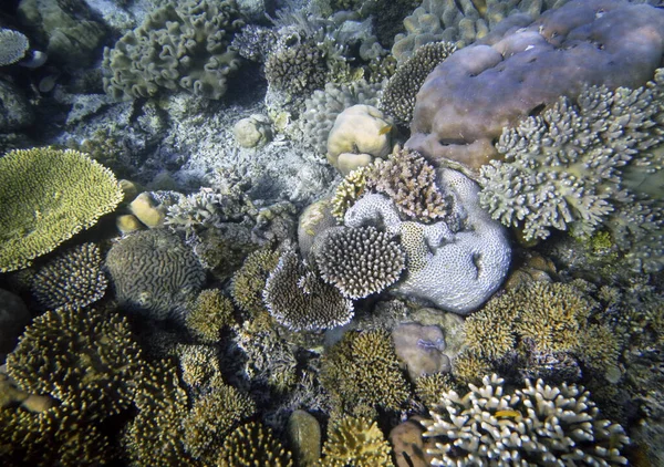 水中サンゴの風景 ガム島 ラジャアンパット 南西パプア インドネシア — ストック写真