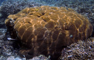 Sualtı mercan manzarası, Yenbuba Adası, Raja Ampat, Güney Batı Papua - Endonezya