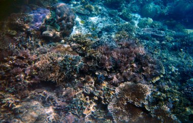 Sualtı mercan manzarası, Yenbuba Adası, Raja Ampat, Güney Batı Papua - Endonezya