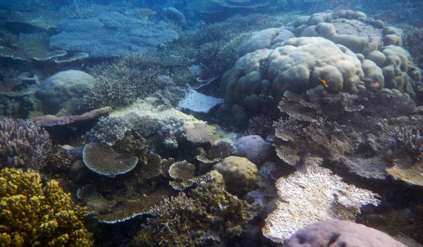 Paisagem Corais Subaquáticos Ilha Waigeo Raja Ampat Sudoeste Papua Indonésia — Fotografia de Stock