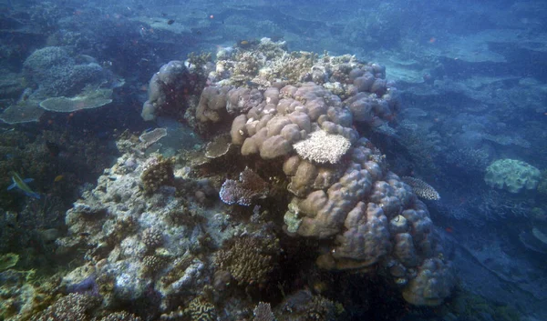 Unterwasserkorallenlandschaft Insel Waigeo Raja Ampat Südwest Papua Indonesien — Stockfoto