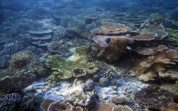 印度尼西亚西南巴布亚省Raja Ampat的Waigeo岛海底珊瑚景观 — 图库照片