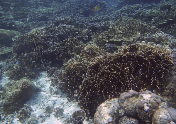 Підводний Кораловий Пейзаж Острів Єнбуба Раджа Ампат Південно Західна Папуа — стокове фото