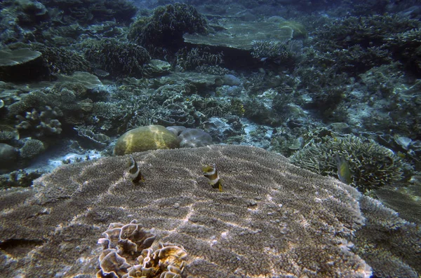 Подводный Коралловый Пейзаж Остров Енбуба Раджа Ампат Юго Западное Папуа — стоковое фото