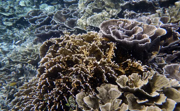 Underwater Coral Landscape Yenbuba Island Raja Ampat South West Papua — Stock Photo, Image
