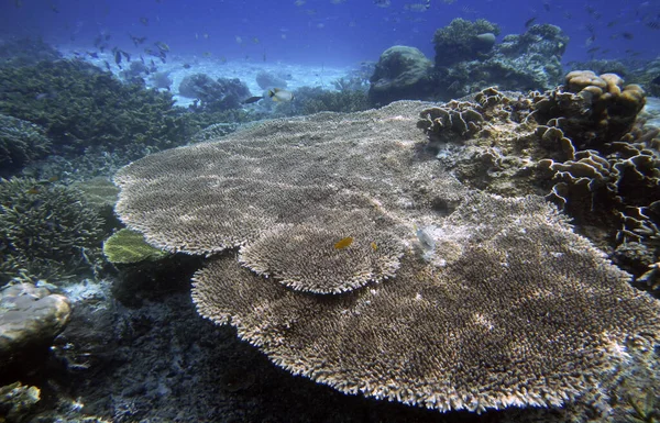 水中サンゴ礁の風景 ヤンバ島 ラジャ アムパット 南西パプア インドネシア — ストック写真