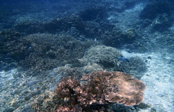 Подводный Коралловый Пейзаж Остров Енбуба Раджа Ампат Юго Западное Папуа — стоковое фото