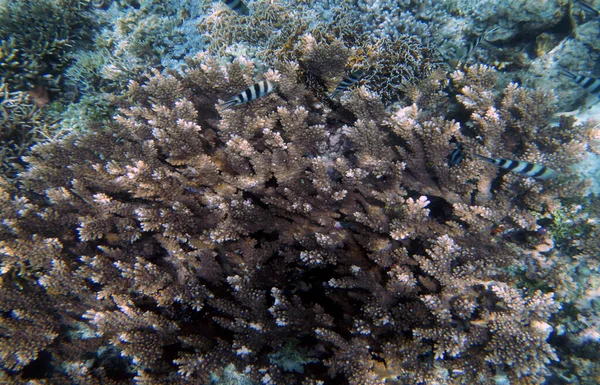 Paysage Corallien Sous Marin Île Yenbuba Raja Ampat Papouasie Sud — Photo
