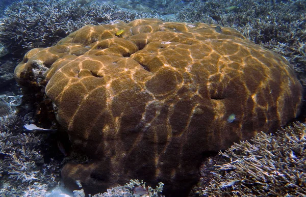 Paesaggio Corallino Subacqueo Isola Yenbuba Raja Ampat Papua Sud Occidentale — Foto Stock