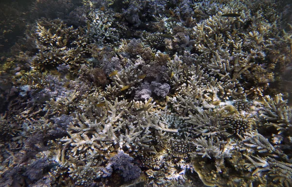 Vedenalainen Korallimaisema Yenbuba Island Raja Ampat Lounais Papua Indonesia — kuvapankkivalokuva