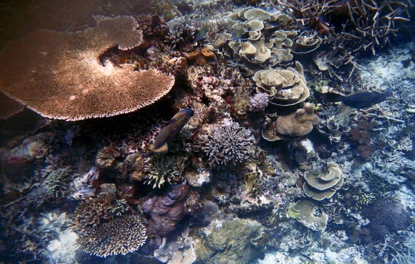 水中サンゴ礁の風景 ヤンバ島 ラジャ アムパット 南西パプア インドネシア — ストック写真