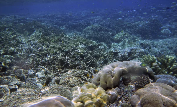 Paisagem Corais Subaquáticos Ilha Yenbuba Raja Ampat Sudoeste Papua Indonésia — Fotografia de Stock