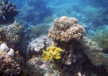 Sualtı mercan manzarası, 17 Adalı Deniz Parkı, Riung, Flores Adası - Endonezya