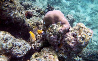Sualtı mercan manzarası, 17 Adalı Deniz Parkı, Riung, Flores Adası - Endonezya