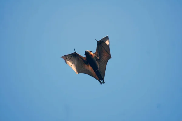 Flying fox in the Seventeen Islands Marine Park, Flores Island - Indonesia