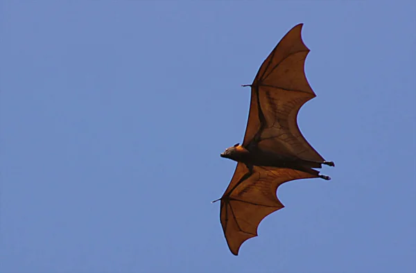 Flying fox in the Seventeen Islands Marine Park, Flores Island - Indonesia
