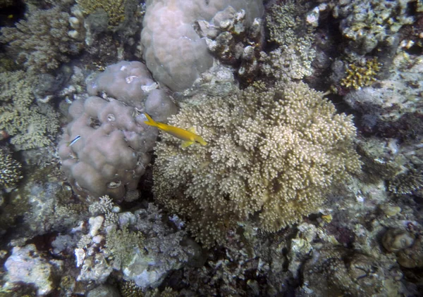 Undervattens Koralllandskap Öar Marine Park Riung Flores Island Indonesien — Stockfoto