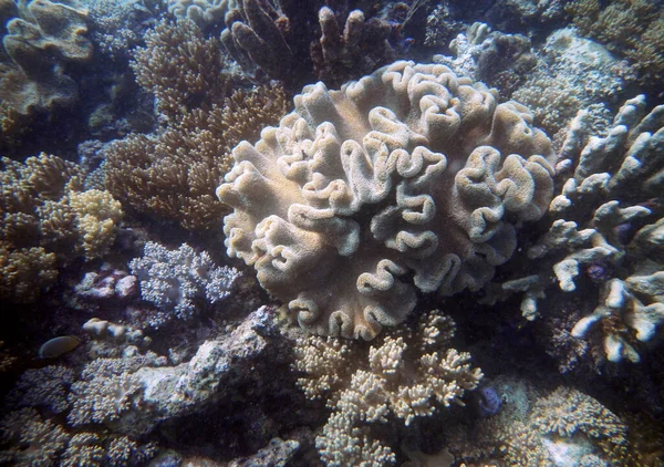 水中サンゴの風景 セブン諸島マリンパーク リアン フローレス島 インドネシア — ストック写真