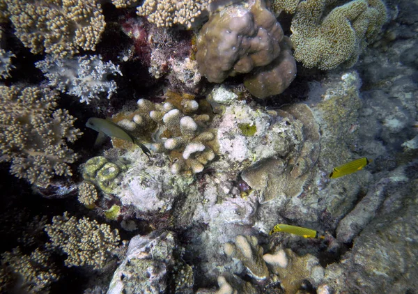 Onderwater Koraallandschap Zeventien Eilanden Marine Park Riung Flores Island Indonesië — Stockfoto