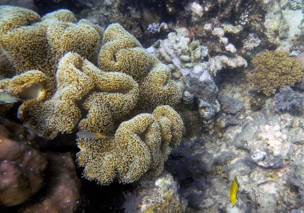 Underwater Coral Landscape Seventeen Islands Marine Park Riung Flores Island — Stock Photo, Image