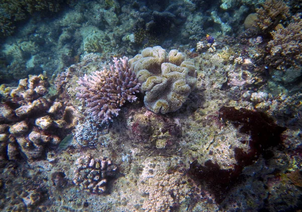 水中サンゴの風景 セブン諸島マリンパーク リアン フローレス島 インドネシア — ストック写真