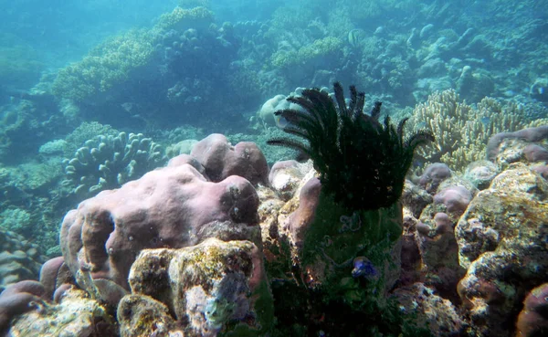 Underwater Coral Landscape Seventeen Islands Marine Park Riung Flores Island — Stock Photo, Image