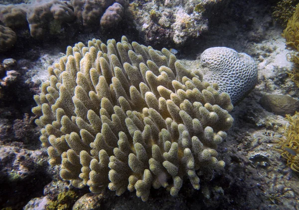 Onderwater Koraallandschap Zeventien Eilanden Marine Park Riung Flores Island Indonesië — Stockfoto