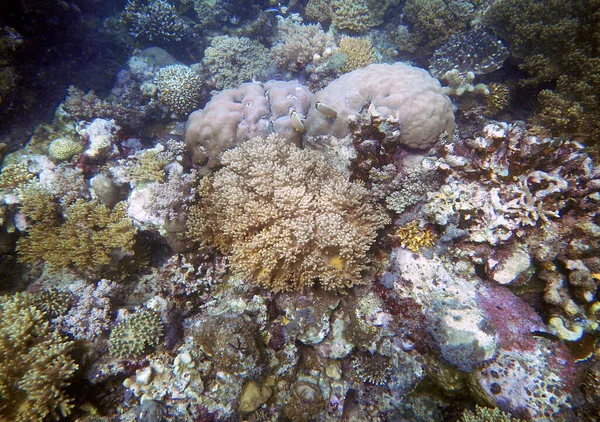 Víz Alatti Korall Táj Tizenhét Szigetek Marine Park Riung Flores — Stock Fotó