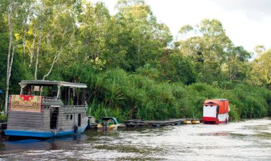 Klotok 'ta tekne gezisi, Tanjung Puting Ulusal Parkı, Borneo Adası - Endonezya
