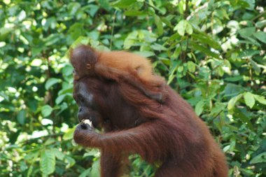 Genç kızı Tanjung Puting Ulusal Parkı, Borneo Adası - Endonezya
