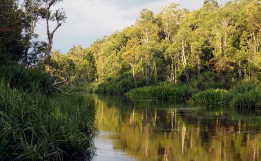 Gezinilebilir nehir, Tanjung Puting Ulusal Parkı, Borneo Adası - Endonezya