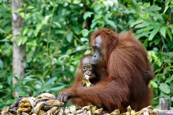 Orangután Femenino Con Joven Parque Nacional Tanjung Puting Isla Borneo — Foto de Stock