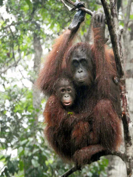 Самка Орангутанга Своим Молодым Танджунг Путинг Национальный Парк Остров Борнео — стоковое фото