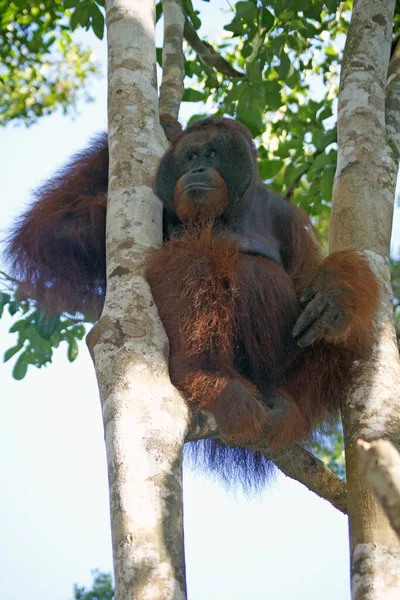 Мужчина Орангутан Национальный Парк Танджунг Путинг Остров Борнео Индонезия — стоковое фото