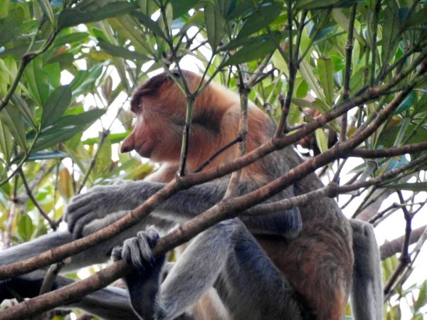 Proboscis Monkey Tanjung Puting National Park Borneó Sziget Indonézia — Stock Fotó